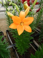 [5106 Pavello VH No01.JPG]